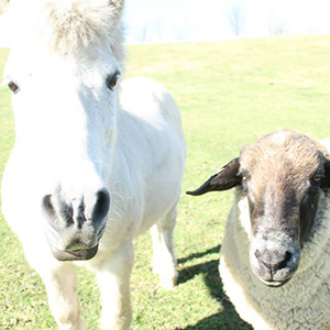 くずまき高原牧場のポニーと羊